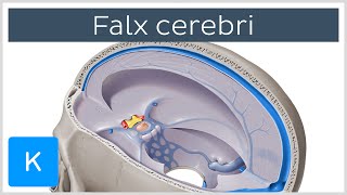 Falx cerebri Falx Cerebri  Human Anatomy  Kenhub [upl. by Elleniad]