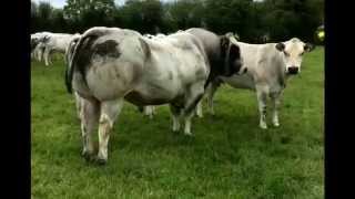 Irish Piedmontese cattle [upl. by Ainavi]