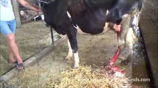 Veterinarian Treats Abscess in Dairy Cow Watch the process [upl. by Alwin628]