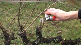 How To Prune Grapes Cane Type [upl. by Ynettirb285]