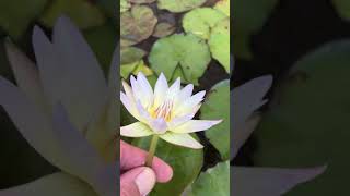 Nymphaea Moonbeam Nelumbo Garden [upl. by Einahpats]