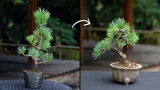 Creating a Pine Bonsai [upl. by Minardi]