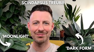 Scindapsus Treubii houseplant care [upl. by Blondelle302]