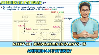 Respiration in Plants Lec 16 Amphibolic Pathway Class 11 NEET Harishu [upl. by Marduk]