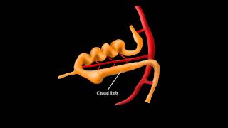 Embryological Rotation of the Midgut [upl. by Icyaj]