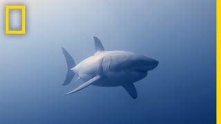 How to Identify a Bull Shark  Raging Bull Shark [upl. by Lorne]