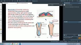 Embryology of Nervous System1  IntroductionampSpinal Cord  Dr Ahmed Farid [upl. by Jolie]