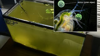 Raising Daphnia for the Freshwater Aquarium [upl. by Willing]