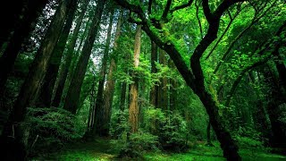 Rahatlatıcı orman ve kuş sesleri  relaxing forest sounds relaxingsounds 1080pnature kuşsesi HD [upl. by Kilgore]