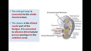 Introduction to Development of GUT Tube  Dr Ahmed Farid [upl. by Dougall]