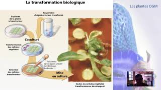 Les plantes OGM [upl. by Melville]