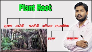 Plant Root and Their Types  Function of Root  Modified Root  in Hindi [upl. by Darsie]