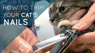 How to Trim Your Cats Nails [upl. by Lemon]