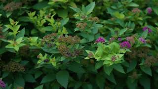 Spiraea japonica  Japanese Spirea [upl. by Jeff390]