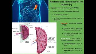 Anatomy amp Physiology of the Spleen [upl. by Zared]