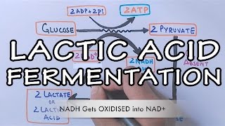 Lactic Acid Fermentation  Detailed [upl. by Ahsinra289]