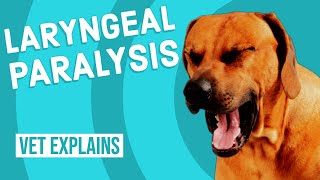 Laryngeal Paralysis in Dogs [upl. by Atinehc619]