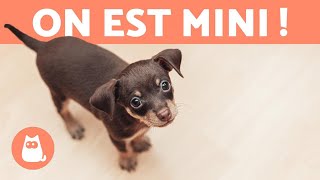 RACES DE CHIENS MINIATURES ou TOY 🐶 TOP 10 [upl. by Chicky]