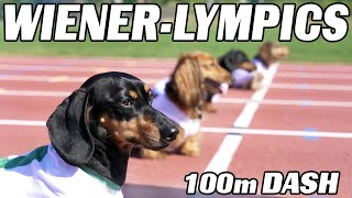 The 100m Dachshund Dash  Wiener Dog Race [upl. by Ojimmas]