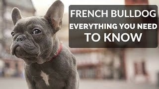 FRENCH BULLDOG 101  Everything You Need To Know About Owning A French Bull Dog Puppy [upl. by Togram37]