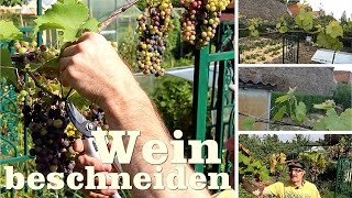 Wein beschneiden Gartentipp Mai 05 06 Weinvorhang [upl. by Myrle323]