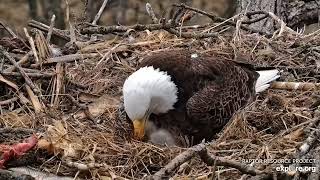 Decorah Eagles  North Nest 31032024 [upl. by Honniball]