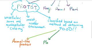 Protist [upl. by Ybok421]