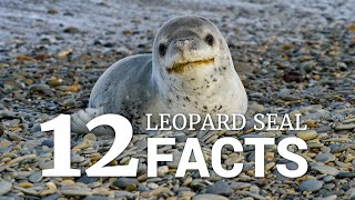 12 Leopard Seal Facts [upl. by Alyakam]