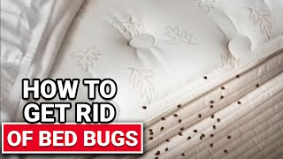 How To Get Rid of Bed Bugs  Ace Hardware [upl. by Royd]