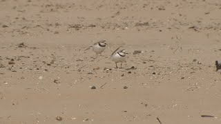 Endangered pair of piping plovers return to Chicagos Montrose Beach  ABC7 Chicago [upl. by Elder408]