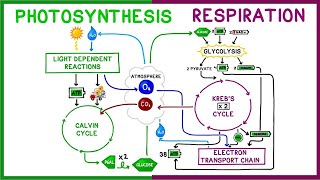 Photosynthesis vs Cellular Respiration Comparison [upl. by Durstin]