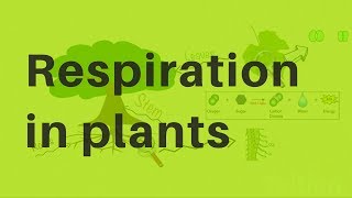 Respiration in Plants [upl. by Morrison55]