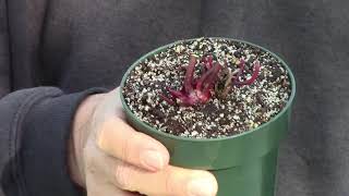 Caring for a Sarracenia Purchased in Winter [upl. by Budding791]