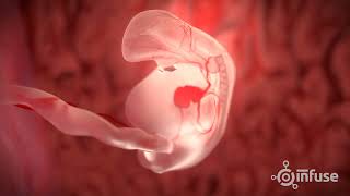 Fetal Development 3D Animation  Infuse Medical [upl. by Snodgrass]