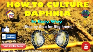 HOW TO CULTURE DAPHNIA In Easy Way [upl. by Eleda]