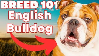 ENGLISH BULLDOG 101 Everything You Need To Know [upl. by Lothario]