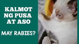 NAKALMOT NG PUSA KAILANGAN BA MAGPATUROK Rabies Prevention Part 1 [upl. by Thgiwed]