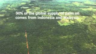 Palm Oil Plantations and Deforestation in Borneo  View from the Sky [upl. by Ahsena393]