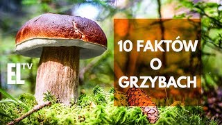 10 faktów o grzybach [upl. by Ial]