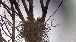 The Decorah Eagles a new nest [upl. by Bakemeier]