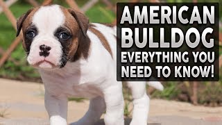 AMERICAN BULLDOG 101 Everything You Need To Know About Owning an American Bulldog Puppy [upl. by Enilada975]