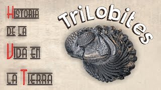 HVT Trilobites mini documental [upl. by Yahsal571]