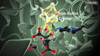 How Enzymes Work from PDB101 [upl. by Tuinenga]