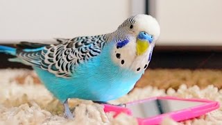 Budgie singing to mirror  Parakeet Sounds [upl. by Lerim]