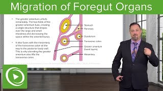 Foregut Organs Omentum amp Mesenteries – Embryology  Lecturio [upl. by Lladnew111]