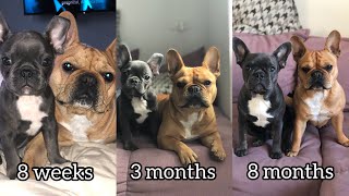 French Bulldog Growing Up From 8 Weeks to 8 Months [upl. by Adnilym]