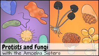 Protists and Fungi [upl. by Efram]