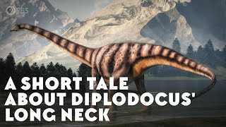 A Short Tale About Diplodocus Long Neck [upl. by Robins]