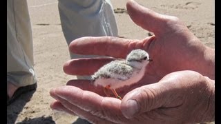 The Parks Piping Plovers [upl. by Marylinda157]