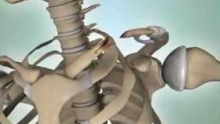 Shoulder Fractures  DePuy Videos [upl. by Anoo]